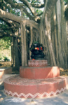 Скульптура Ганеши на постаменте под священным баньяном в Калакшетре. Ченнаи
