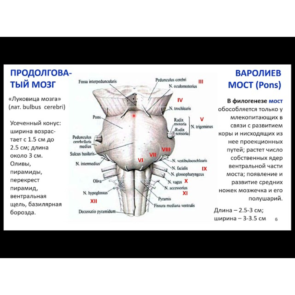 Мозг: как он устроен и работает. Стволовые структуры головного мозга  обучающее видео онлайн в ЭБС.