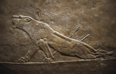 Умирающая львица. Сцена рельефа из дворца Ашшурбанапала в Ниневии. Фрагмент