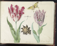 Два тюльпана с ракушкой, стрекозой и бабочкой