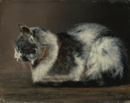 Кот