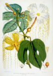 Лист 2 из книги «Растения Гималаев в иллюстрациях» (Лондон, 1855)