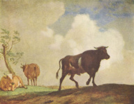 Бык и коровы