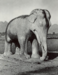 Слон. Статуя аллеи духов в ансамбле Шисаньлин