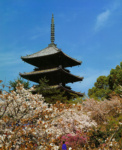 33-х метровая пятиступенчатая пагода храма Ниннаджи в Киото. У подножия храма - цветущая сакура