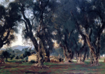 Оливковые деревья в Корфу