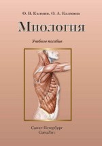 Анатомические особенности тазобедренного сустава